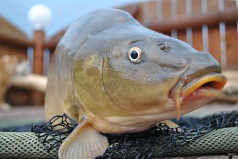 Nadväzcová šnúra CLIMAX - CULT Hook Link - 15m 15m 0,25mm 18kg/40lb